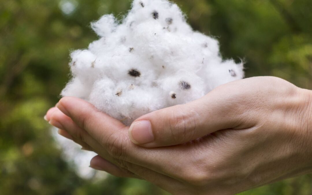 Organic Cotton: Production and Global Trends