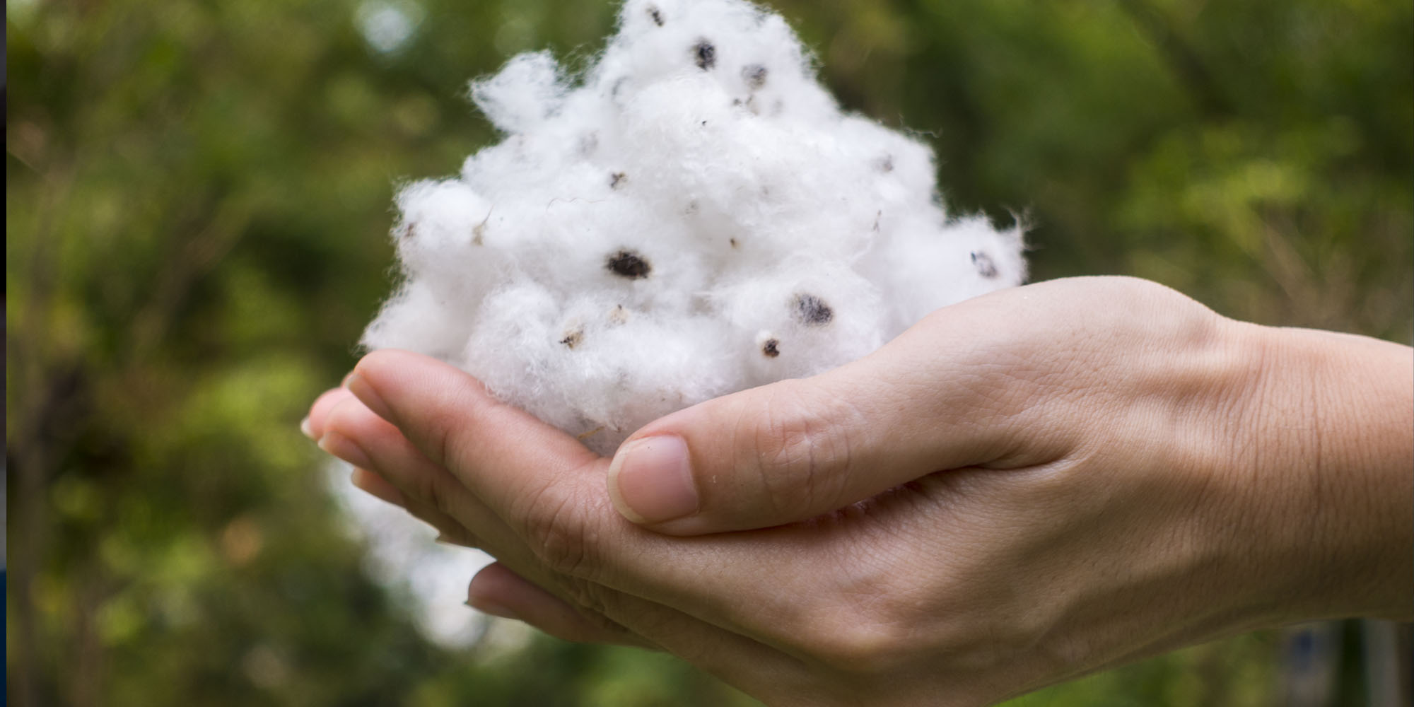 Organic Cotton: Production and Global Trends